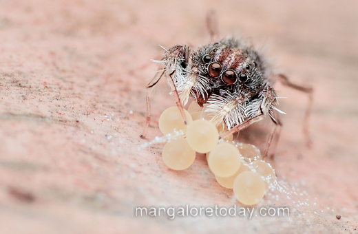 An ultra rare spider genus Neobrettus